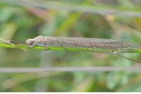 Creoleon lugdunensis