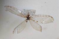 Osmylus fulvicephalus