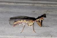 Mantispa styriaca