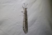 Distoleon tetragrammicus