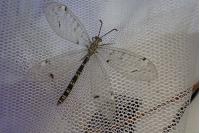 Distoleon tetragrammicus