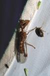 Mantispa styriaca