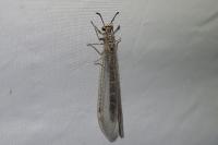 Myrmeleon inconspicuus