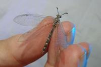 Myrmeleon inconspicuus