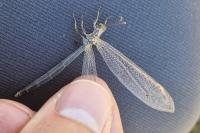 Creoleon lugdunensis