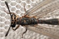 Myrmeleon inconspicuus
