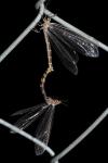 Myrmeleon inconspicuus