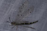 Distoleon tetragrammicus