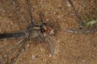 Synclisis baetica