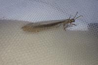 Creoleon lugdunensis