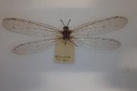 Synclisis baetica