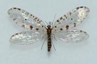 Osmylus fulvicephalus
