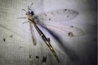 Distoleon tetragrammicus