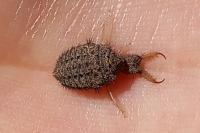 Myrmeleon inconspicuus
