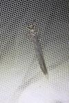 Creoleon lugdunensis