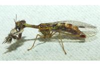 Mantispa styriaca