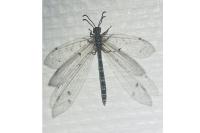 Distoleon tetragrammicus