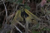 Libelloides longicornis