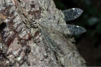 Distoleon tetragrammicus