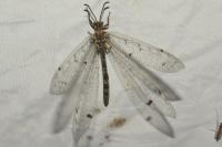 Distoleon tetragrammicus
