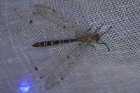 Distoleon tetragrammicus