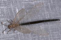Creoleon lugdunensis
