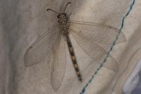 Myrmeleon inconspicuus