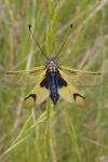 Libelloides longicornis
