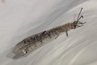 Distoleon tetragrammicus