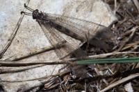 Myrmeleon inconspicuus