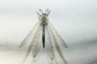 Synclisis baetica