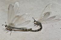 Myrmeleon inconspicuus