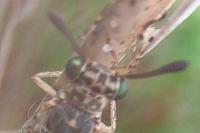 Myrmeleon inconspicuus