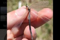 Creoleon lugdunensis
