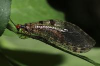 Osmyle à tête jaune