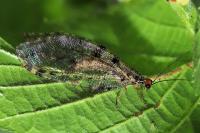 Osmylus fulvicephalus