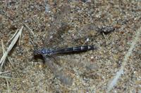 Myrmeleon inconspicuus