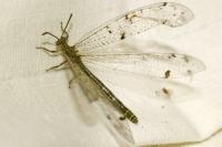 Distoleon tetragrammicus