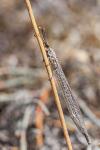 Creoleon lugdunensis