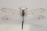 Distoleon tetragrammicus
