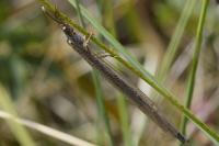 Creoleon lugdunensis