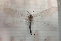 Synclisis baetica