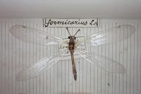 Myrmeleon inconspicuus
