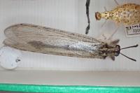 Synclisis baetica