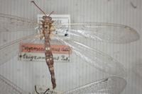 Distoleon tetragrammicus