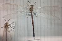 Creoleon lugdunensis