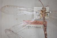 Distoleon tetragrammicus