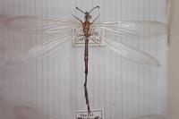 Creoleon lugdunensis