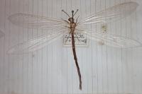 Creoleon lugdunensis
