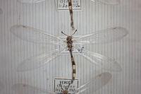 Myrmeleon inconspicuus